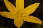 Fringed yellow star-grass